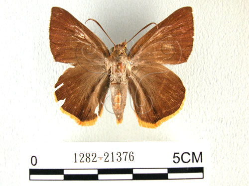 鷥褐挵蝶(1282-21376)圖示