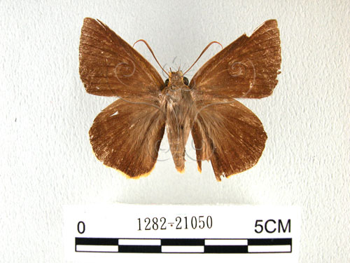 鷥褐挵蝶(1282-21050)圖示