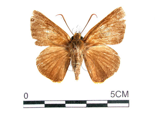 鷥褐挵蝶(1282-21165)圖示