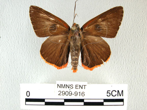 鷥褐挵蝶(2909-916)圖示