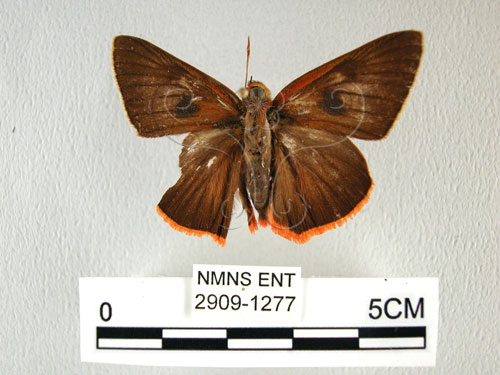 鷥褐挵蝶(2909-1277)圖示