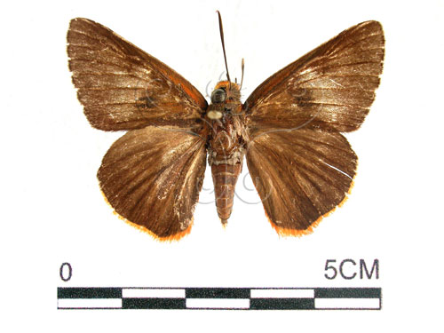 鷥褐挵蝶(2909-394)圖示