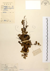 * 抱樹蕨-標本~P003377
