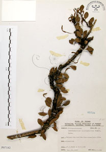 * 抱樹蕨-標本~P007182