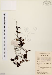 * 抱樹蕨-標本~P008354