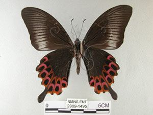 * 圖說：雙環鳳蝶標本之腹面* 作者：助理陳佩琇拍攝* 智財權：國立自然科學博物館