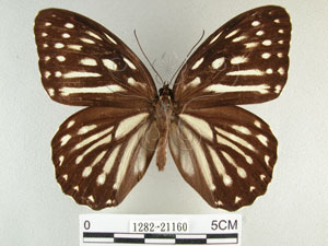 * 圖說：白條斑蔭蝶 標本之背面* 作者：助理陳佩琇拍攝* 智財權：國立自然科學博物館