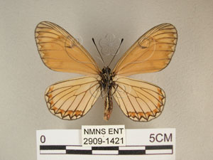 * 圖說：細蝶 標本之腹面* 作者：助理陳佩琇拍攝* 智財權：國立自然科學博物館