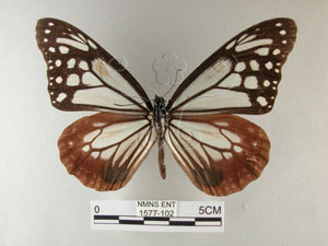* 圖說：青斑蝶 標本之背面* 作者：助理陳佩琇拍攝* 智財權：國立自然科學博物館