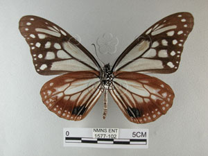 * 圖說：青斑蝶 標本之腹面* 作者：助理陳佩琇拍攝* 智財權：國立自然科學博物館