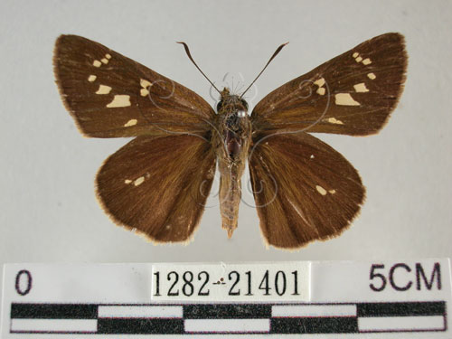黃紋褐挵蝶 (1282-21401)圖示