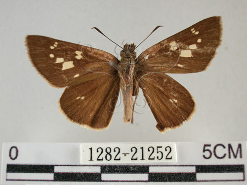 黃紋褐挵蝶(1282-21252)圖示