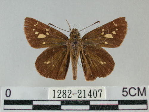 黃紋褐挵蝶(1282-21407)圖示
