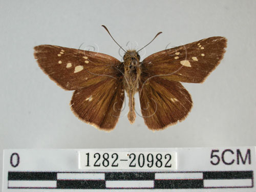 黃紋褐挵蝶(1282-20982)圖示