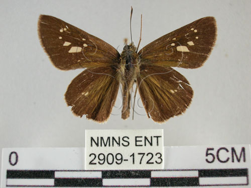 黃紋褐挵蝶(2909-1723)圖示