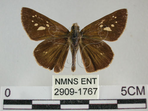 黃紋褐挵蝶(2909-1767)圖示