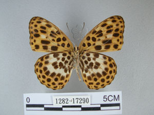 * 圖說：豹紋蝶 標本之腹面* 作者：助理陳佩琇拍攝* 智財權：國立自然科學博物館