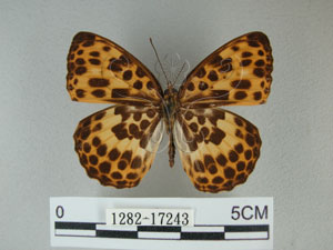 * 圖說：豹紋蝶 標本之背面* 作者：助理陳佩琇拍攝* 智財權：國立自然科學博物館