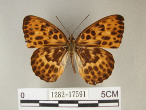 * 圖說：豹紋蝶 標本之背面* 作者：助理陳佩琇拍攝* 智財權：國立自然科學博物館