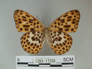 * 圖說：豹紋蝶 標本之腹面* 作者：助理陳佩琇拍攝* 智財權：國立自然科學博物館
