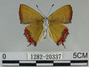 * 圖說：紅邊黃小灰蝶 標本之腹面* 作者：助理陳佩琇拍攝* 智財權：國立自然科學博物館