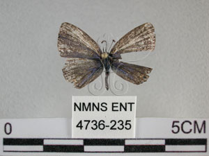 * 圖說：蘇鐵綺灰蝶 標本之背面* 作者：助理陳佩琇拍攝* 智財權：國立自然科學博物館