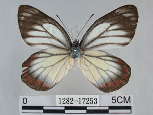 * 圖說：紅紋粉蝶 標本之背面* 作者：助理陳佩琇拍攝* 智財權：國立自然科學博物館