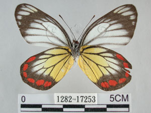 * 圖說：紅紋粉蝶 標本之腹面* 作者：助理陳佩琇拍攝* 智財權：國立自然科學博物館