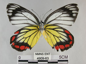 * 圖說：紅紋粉蝶 標本之腹面* 作者：助理陳佩琇拍攝* 智財權：國立自然科學博物館