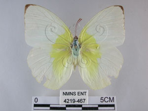 * 圖說：銀紋淡黃蝶 標本之背面* 作者：助理陳佩琇拍攝* 智財權：國立自然科學博物館