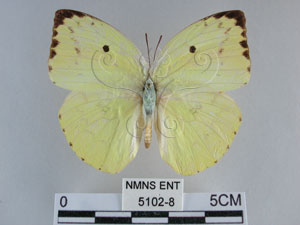 * 圖說：銀紋淡黃蝶 標本之背面* 作者：助理陳佩琇拍攝* 智財權：國立自然科學博物館