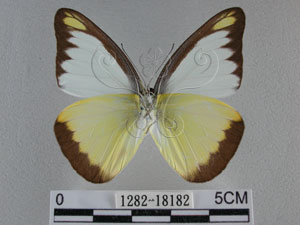 * 圖說：台灣粉蝶 標本之腹面* 作者：助理陳佩琇拍攝* 智財權：國立自然科學博物館
