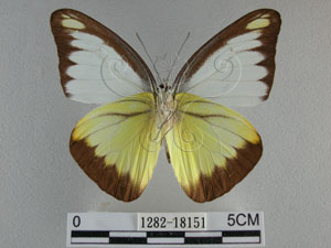 * 圖說：台灣粉蝶 標本之腹面* 作者：助理陳佩琇拍攝* 智財權：國立自然科學博物館