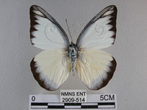* 圖說：台灣粉蝶 標本之背面* 作者：助理陳佩琇拍攝* 智財權：國立自然科學博物館