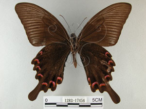 * 圖說：烏鴉鳳蝶 標本之腹面* 作者：助理陳佩琇拍攝* 智財權：國立自然科學博物館