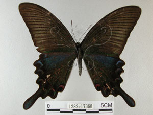 * 圖說：烏鴉鳳蝶 標本之背面* 作者：助理陳佩琇拍攝* 智財權：國立自然科學博物館