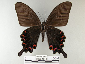 * 圖說：烏鴉鳳蝶 標本之腹面* 作者：助理陳佩琇拍攝* 智財權：國立自然科學博物館
