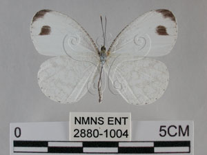 * 圖說：黑點粉蝶 標本之背面* 作者：助理陳佩琇拍攝* 智財權：國立自然科學博物館