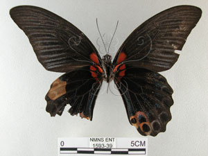 * 圖說：大鳳蝶 標本之腹面* 作者：助理陳佩琇拍攝* 智財權：國立自然科學博物館
