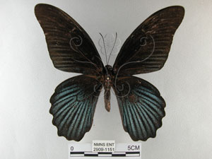 * 圖說：大鳳蝶 標本之背面* 作者：助理陳佩琇拍攝* 智財權：國立自然科學博物館