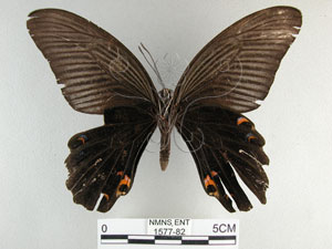 * 圖說：黑鳳蝶 標本之腹面* 作者：助理陳佩琇拍攝* 智財權：國立自然科學博物館