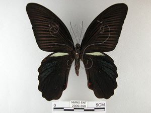 * 圖說：黑鳳蝶 標本之背面* 作者：助理陳佩琇拍攝* 智財權：國立自然科學博物館