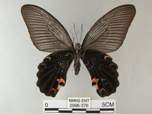 * 圖說：黑鳳蝶 標本之腹面* 作者：助理陳佩琇拍攝* 智財權：國立自然科學博物館