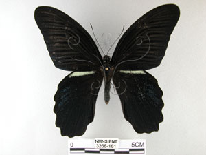 * 圖說：黑鳳蝶 標本之背面* 作者：助理陳佩琇拍攝* 智財權：國立自然科學博物館