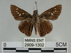 * 圖說：黑紋弄蝶 標本之腹面* 作者：助理陳佩琇拍攝* 智財權：國立自然科學博物館