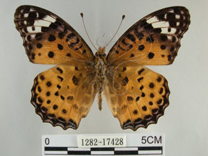 * 圖說：黑端豹斑蝶 標本之背面* 作者：助理陳佩琇拍攝* 智財權：國立自然科學博物館