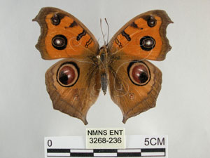 * 圖說：眼蛺蝶 標本之背面* 作者：助理陳佩琇拍攝* 智財權：國立自然科學博物館
