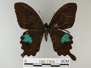 * 圖說：琉璃紋鳳蝶 標本之背面* 作者：助理陳佩琇拍攝* 智財權：國立自然科學博物館