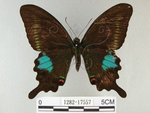 * 圖說：琉璃紋鳳蝶 標本之背面* 作者：助理陳佩琇拍攝* 智財權：國立自然科學博物館