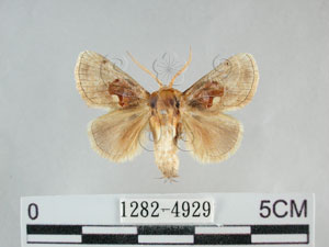 * 圖說：基褐刺蛾 標本之背面* 作者：助理陳佩琇拍攝* 智財權：國立自然科學博物館